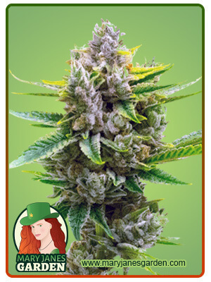 auto-cbd-critical-mass-image