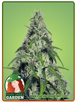 revolver-autoflower-image