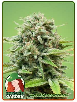 white-widow-autoflower-image