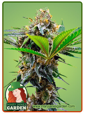 auto-cbd-cheese-image