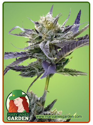 blue-fruit-autoflower-image