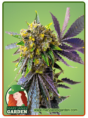 bubba-kush-autoflower-image