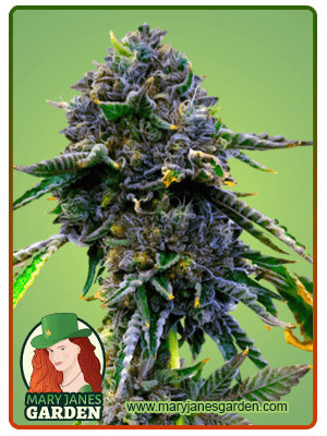 lemon-haze-autoflower-image