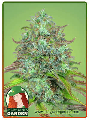 lsd-autoflower-image