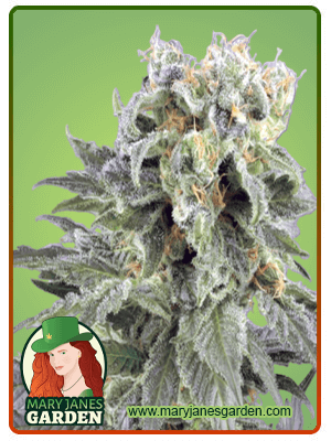 og-kush-autoflower-image