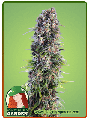 skunk-autoflower-image