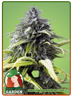 skunk1-autoflower-image