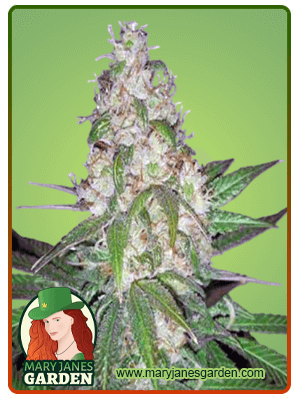 sour-diesel-autoflower-image