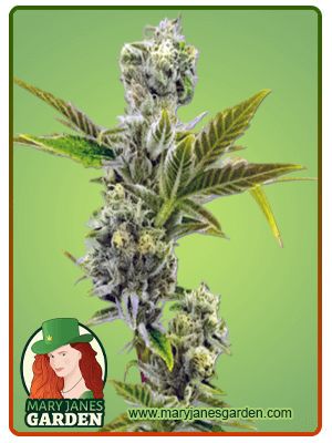 triple-xl-autoflower-image