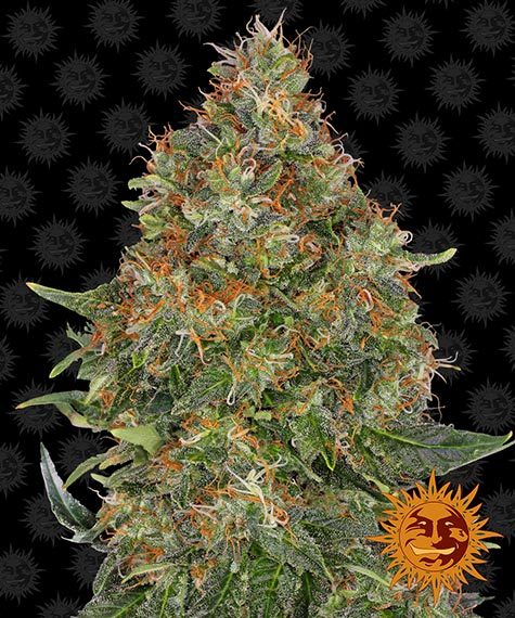 pineapple-express-auto-image