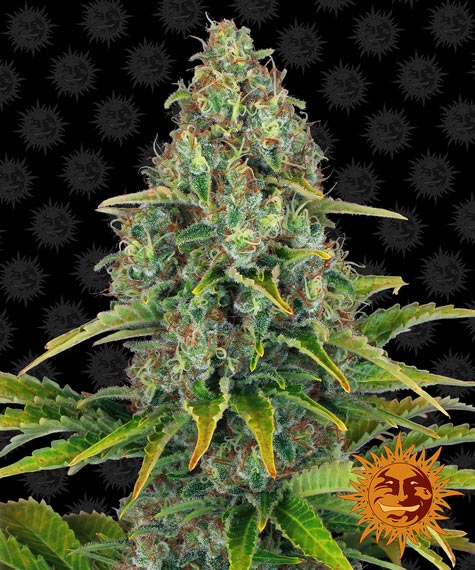 blueberry-cheese-auto-image