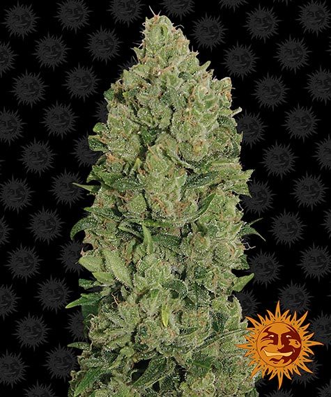 nyc-diesel-auto-image