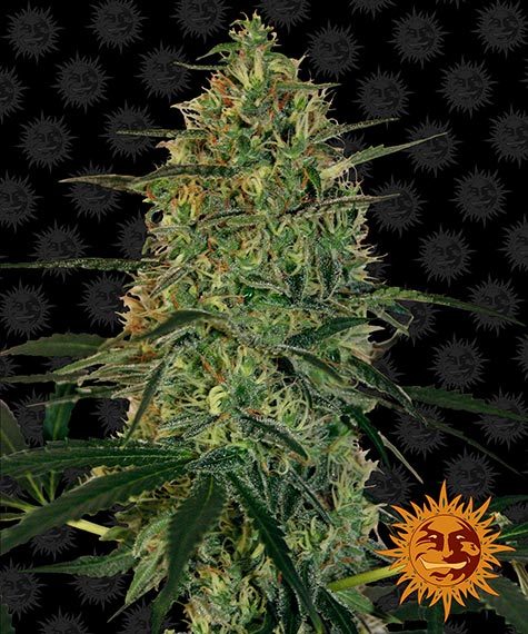 malana-bomb-auto-image