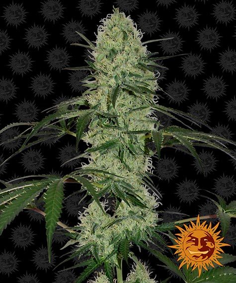 tangerine-dream-auto-image