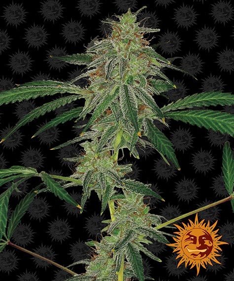 blue-mammoth-auto-image