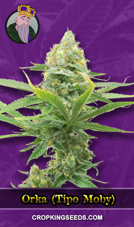 orka-(tipo-moby)-autoflower-image