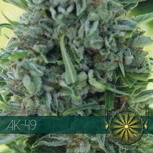 ak-49-image