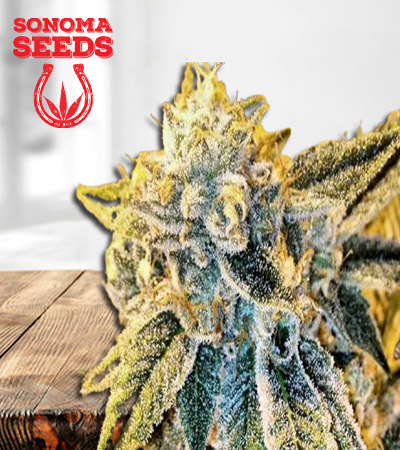 king's-bread-autoflower-image