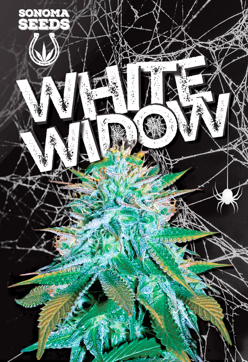 white-widow-autoflower-image