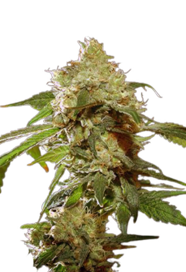 auto-cbdv-afghani-image