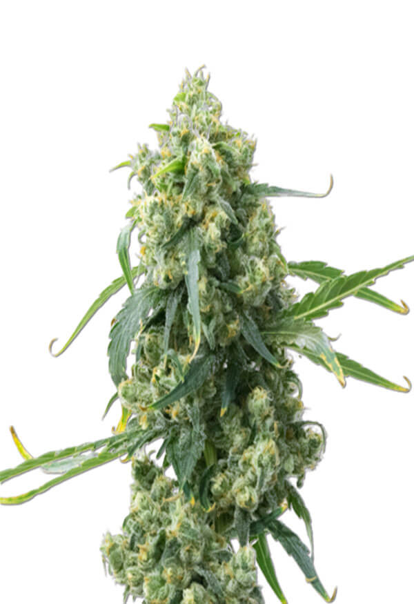 cbd-chemdog-4-image