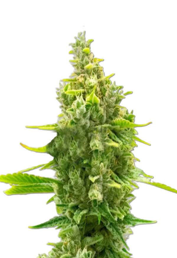 cbd-haze-image