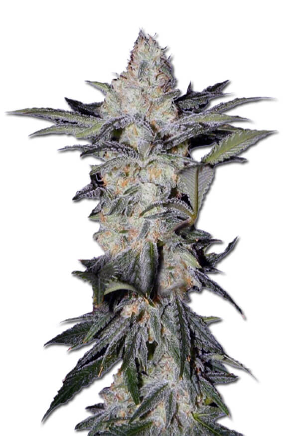 afghan-autoflower-image