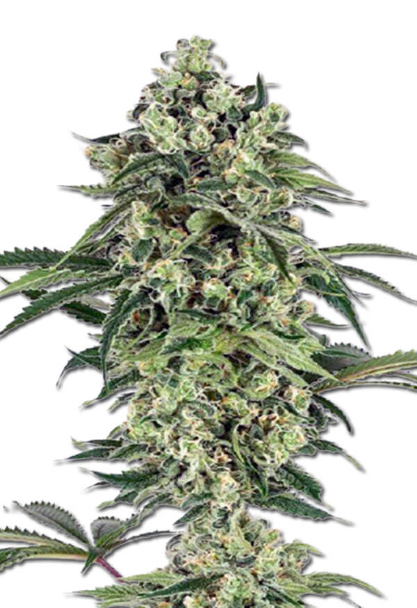 banana-autoflower-image