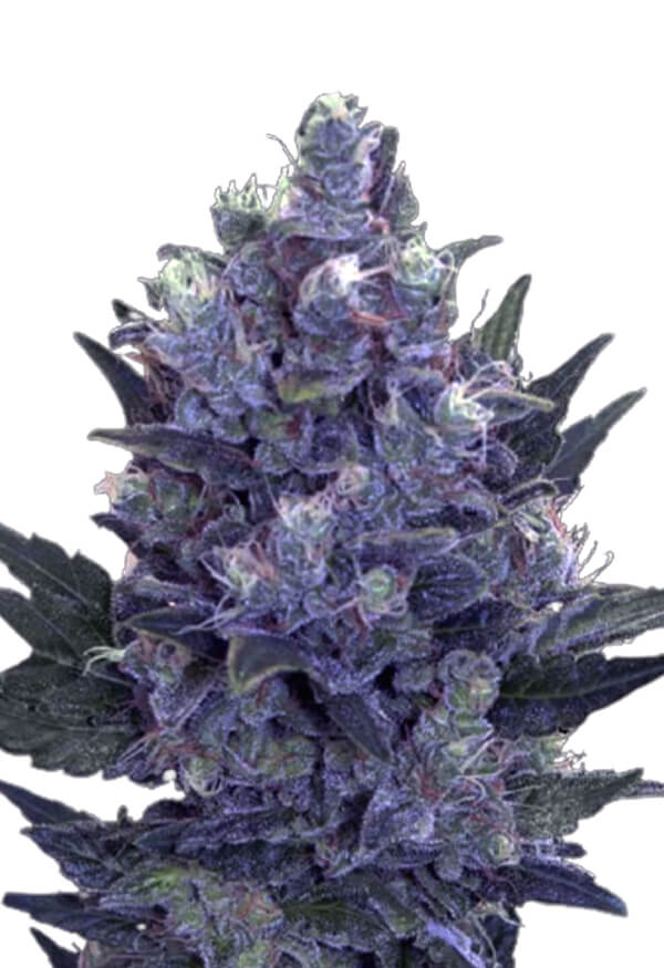 blue-pyramid-autoflower-image