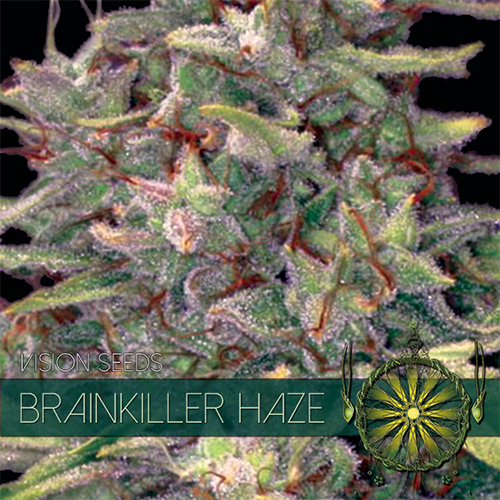 brainkiller-haze-image