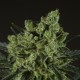 old-white-widow-image