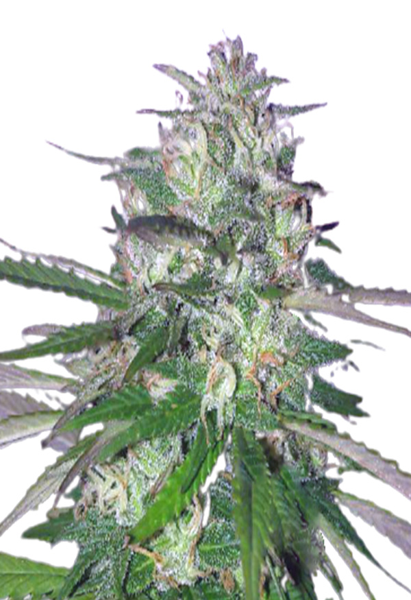 fruit-walker-autoflower-image