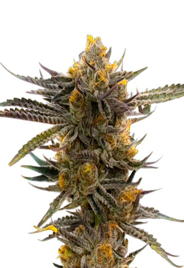 haze-xl-autoflower-image