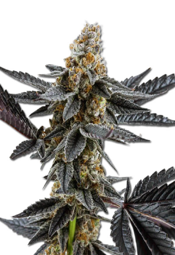 meat-breath-autoflower-image