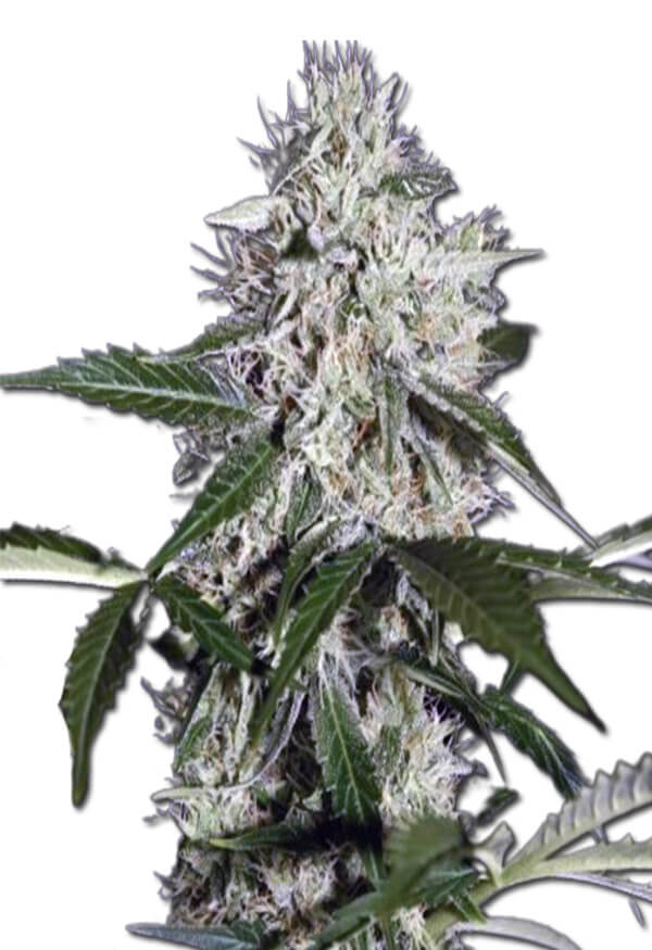 northern-wreck-autoflower-image