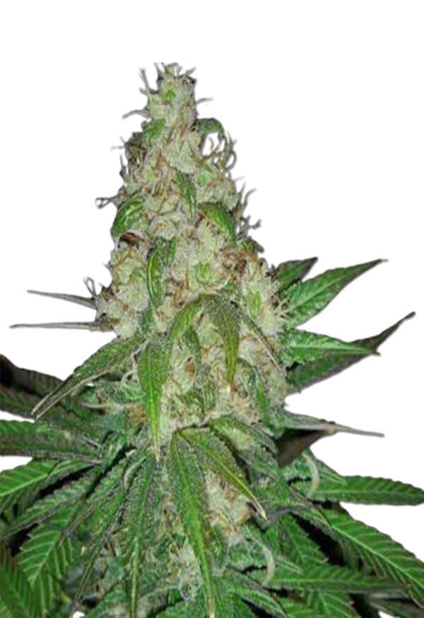 sour-diesel-autoflower-image