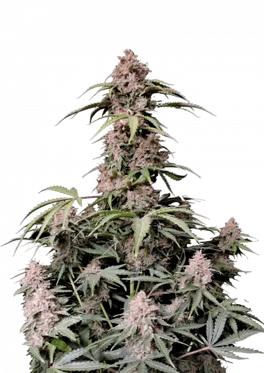 amnesia-z-auto-image