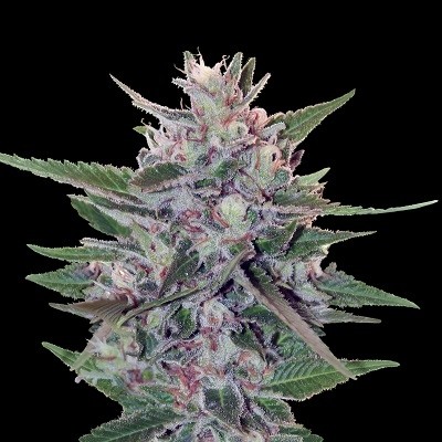 hashplant-s1-feminized-image