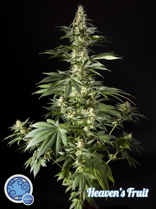 heaven's-fruit-image