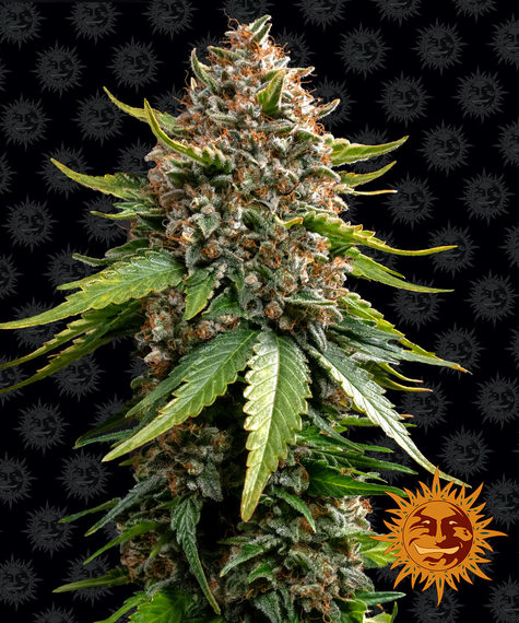 white-widow-xxl-auto-image