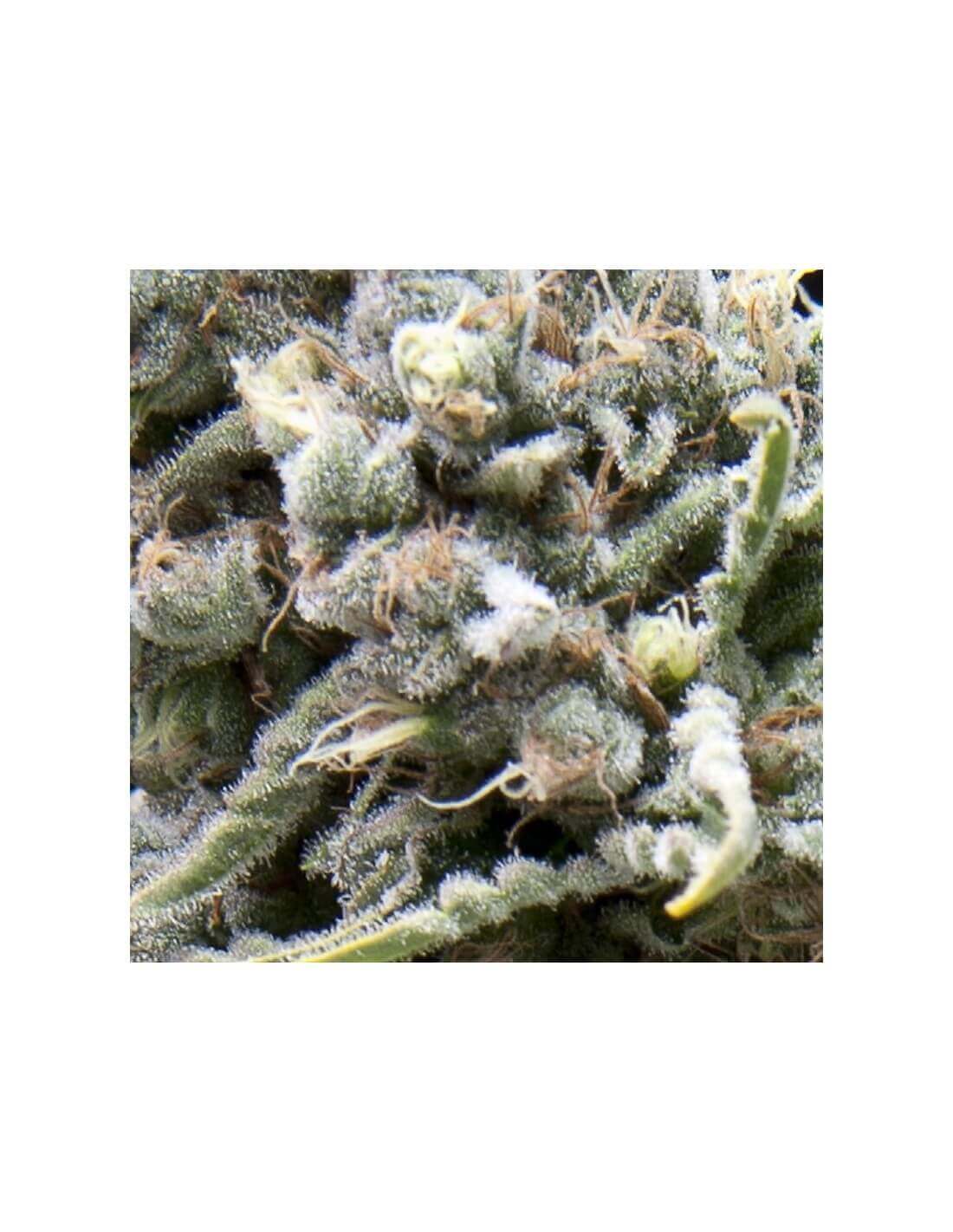 auto-white-widow-image