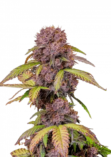 lemon-cherry-cookies-auto™-image