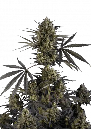 pound-cake-auto™-image