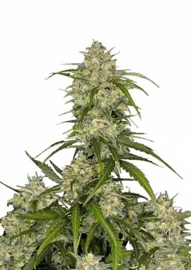 sour-jealousy-auto™-image