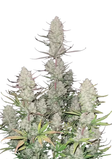 tropicana-cookies-auto-image