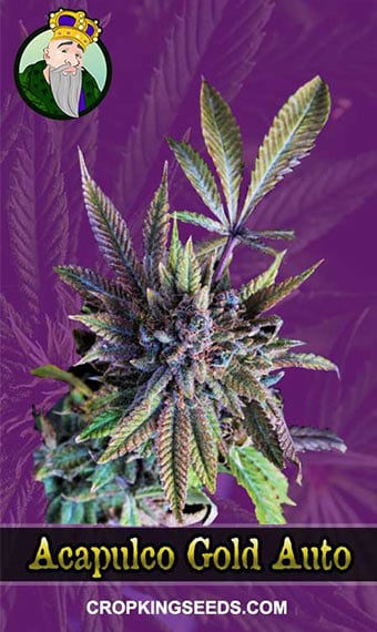 acapulco-gold-autoflowering-image