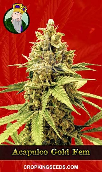 acapulco-gold-feminized-image