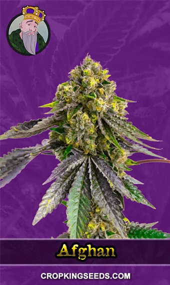 afghan-autoflowering-image