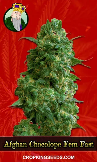 afghan-chocolope-feminized-fast-version-image