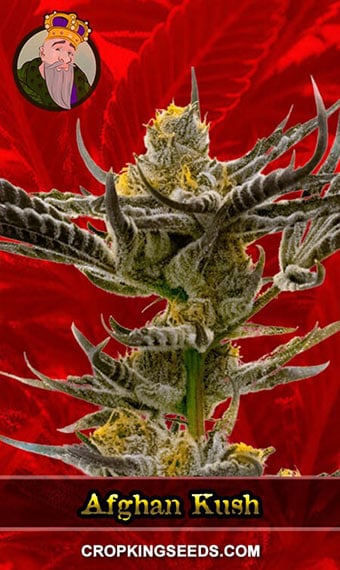 afghan-kush-feminized-image